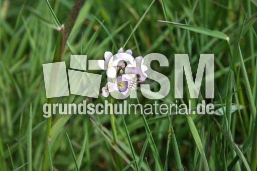 Wiesenschaumkraut-L 058.jpg
